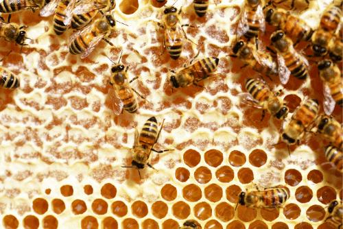 Mật ong hoa nhãn có tác dụng gì