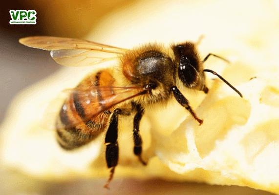 loài ong có bao nhiêu mắt