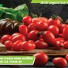 Lợi ích tuyệt vời của cà chua bi đối với sức khỏe